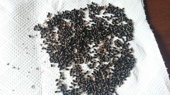 Se pun pe servetel (aicea am 500 de seminte) - 1 Evodia germinare seminte 2016