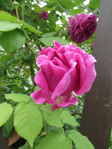 Mme Isaac Perreire