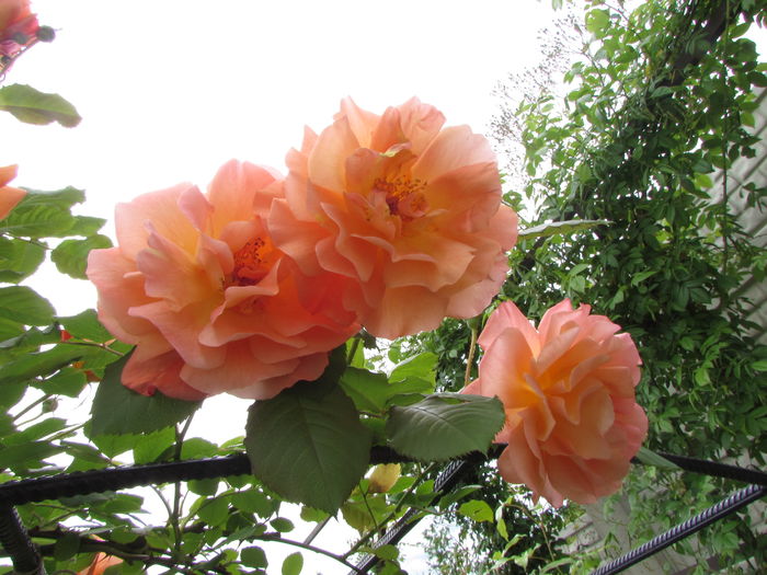 Westerland 49
