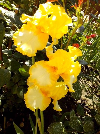 13235595_950343818445446_8085127428465781555_o