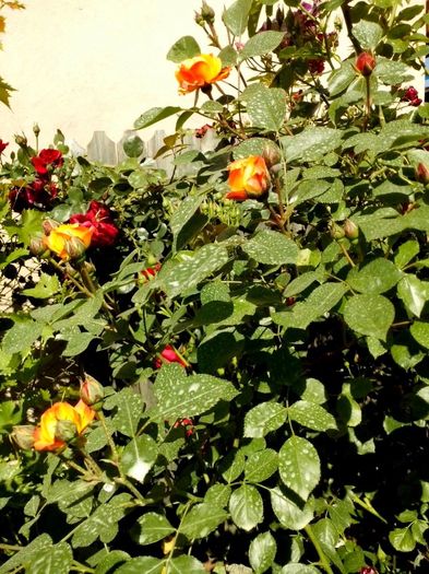 nr14 urcator - 0 TRANDAFIRI DIMOV 2016