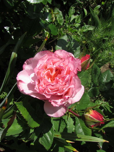 Augusta Louise