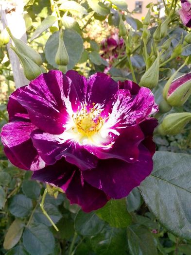 purple splash - 0 TRANDAFIRI 2016