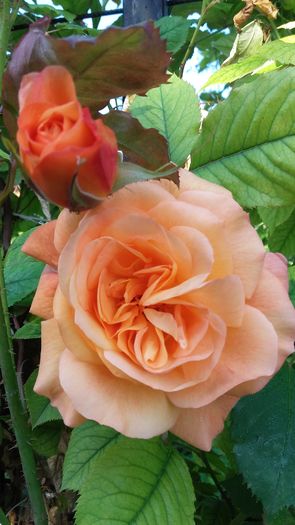 20160518_084318