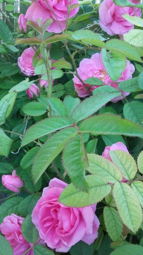 20160519_073744