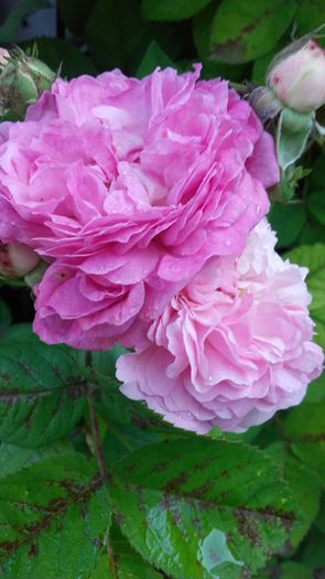 20160519_073751