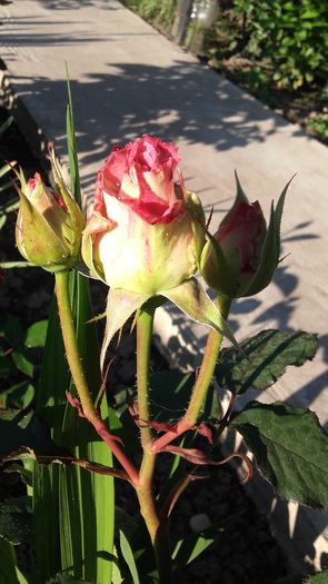 20160519_073847