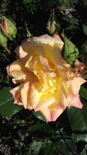 20160519_073859