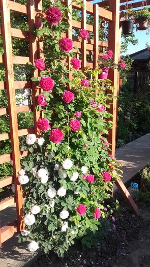 20160519_073909