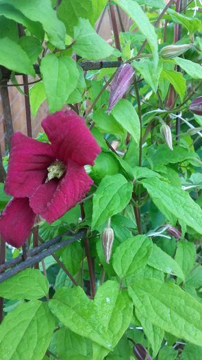 20160519_073656 - CLEMATITE