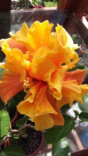 20160417_144208 - Florile mele