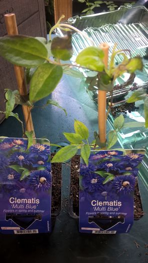 Clematite; Am comandat Crystal F. si mi-au trimis Multi Blue :(
