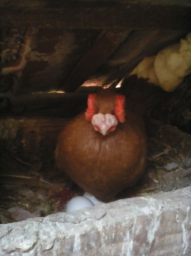 IMG  BERBER  ENGLEZ galben 1an