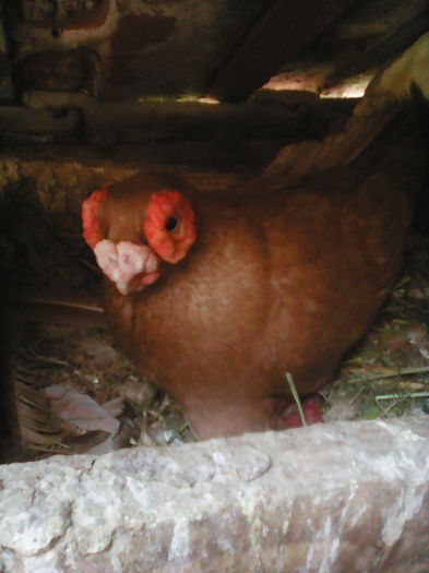 IMG_BERBER ENGLEZ  galben  1 an