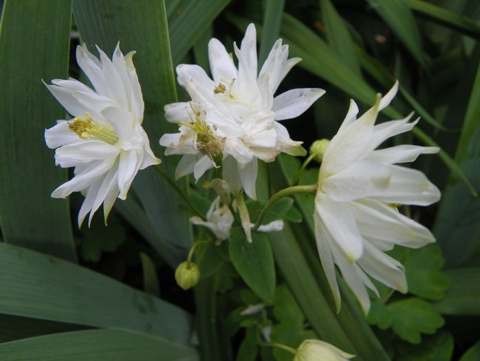 Clementine White - Aquilegia 2016