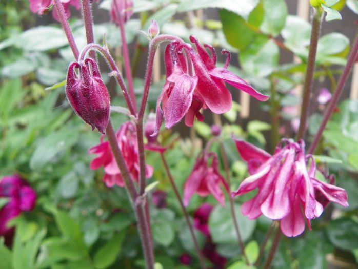 19 mai (76) - Aquilegia 2016