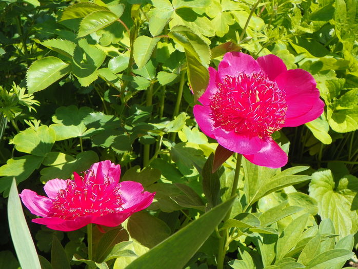 Anemoniflora