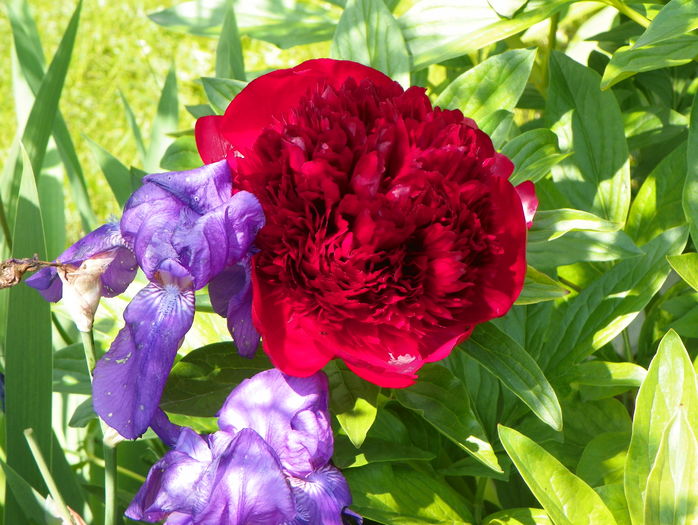 Red Charm - Bujori 2016