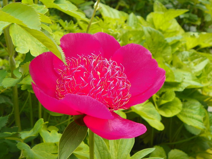 Anemoniflora
