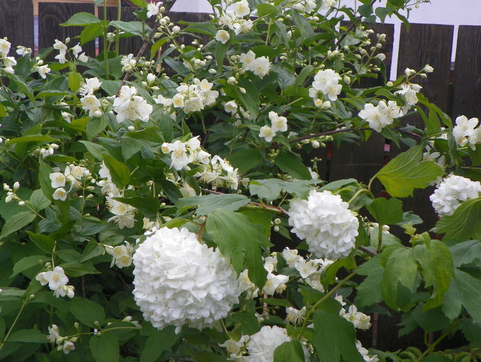 viburnum opulus roseum - Copacei si arbusti 2016