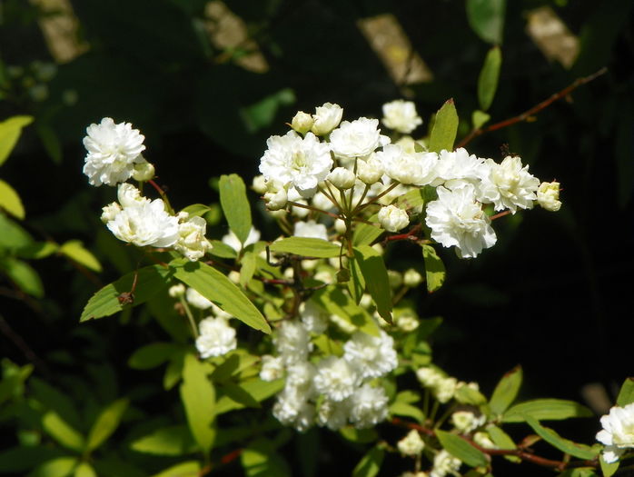 spiraea cantoniensis lanceata - Copacei si arbusti 2016