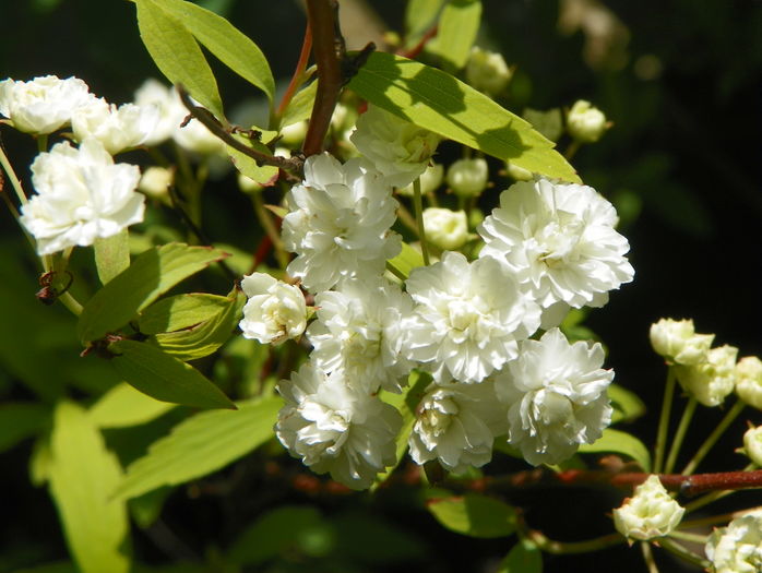 spiraea cantoniensis lanceata - Copacei si arbusti 2016