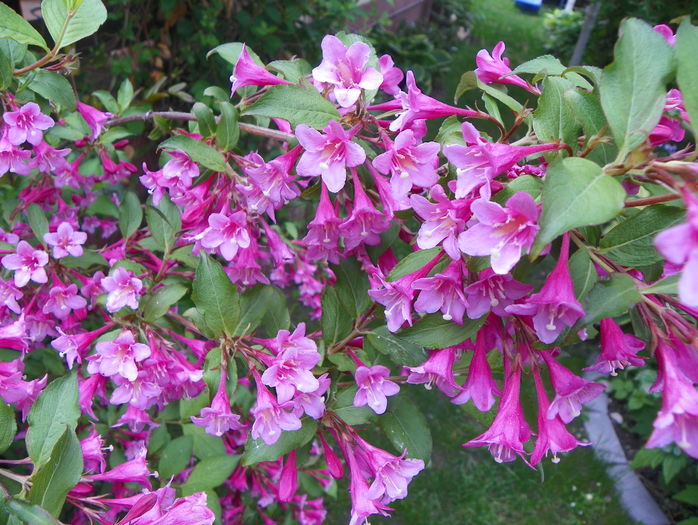 weigela Pink Princess - Copacei si arbusti 2016