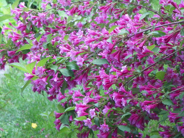 weigela Pink Princess - Copacei si arbusti 2016