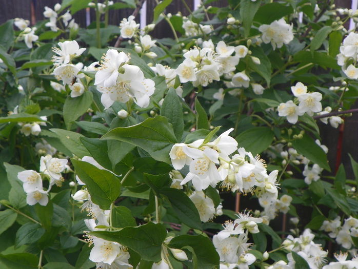 philadelphus coronarius - Copacei si arbusti 2016
