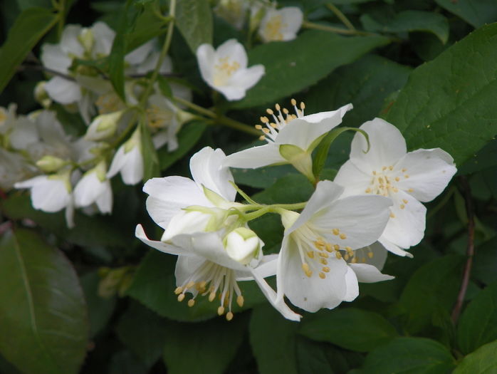 philadelphus coronarius - Copacei si arbusti 2016