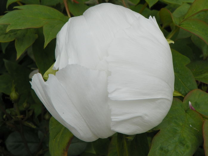 White anthesis