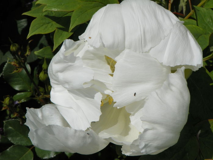 White anthesis