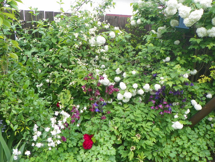 19 mai (66) - Gradina 2016