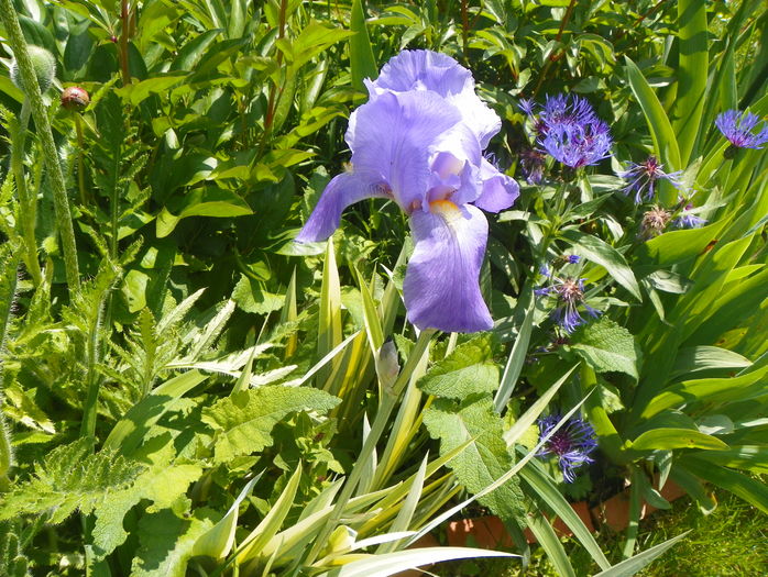 iris pallida variegata - Irisi 2016