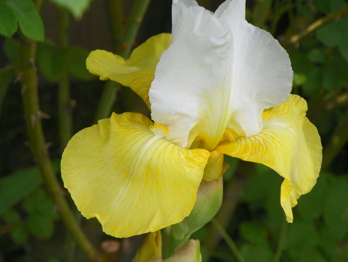 Tulip Festival - Irisi 2016