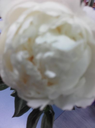 20160517_080008 - bujori 2016