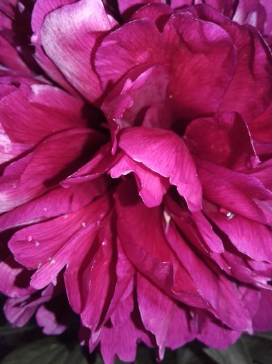 20160517_075945 - bujori 2016