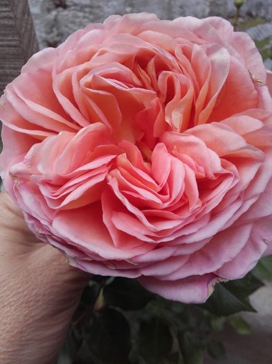 20160519_142628 - Abraham Darby