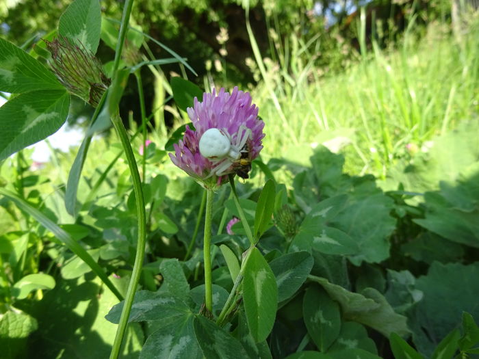 DSC06693 - Paianjen alb