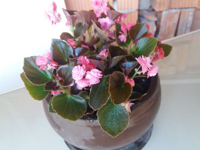 20160519_182929 - de prin jardiniere