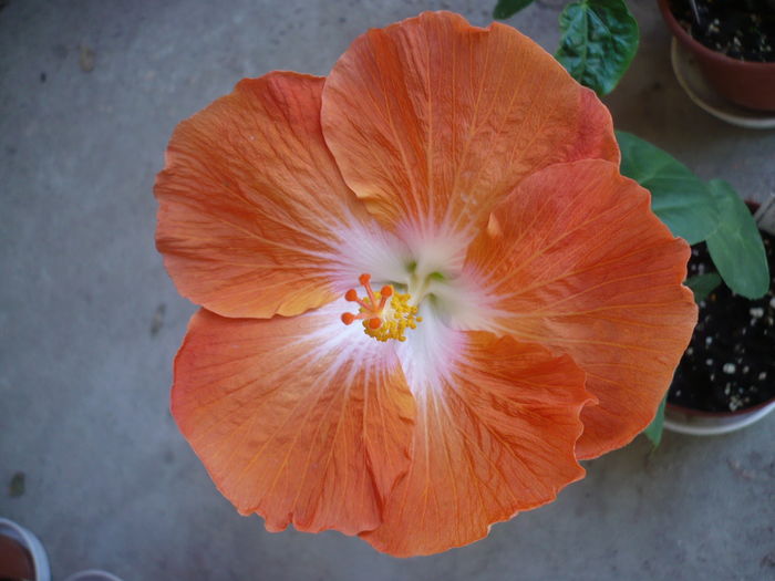 P1260807