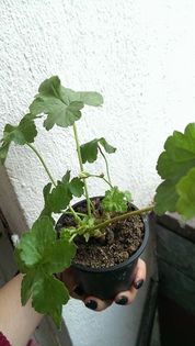 muscata galbena3 - MUSCATE GALBENE