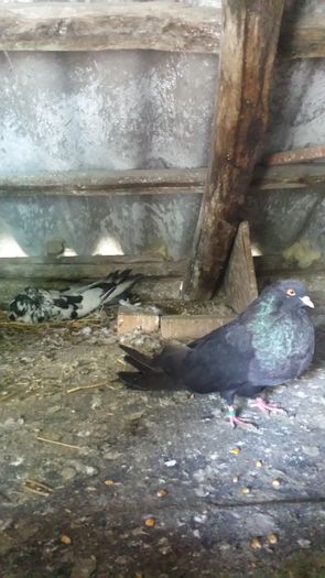 20160515_162613 - gusati maghiari arhiva
