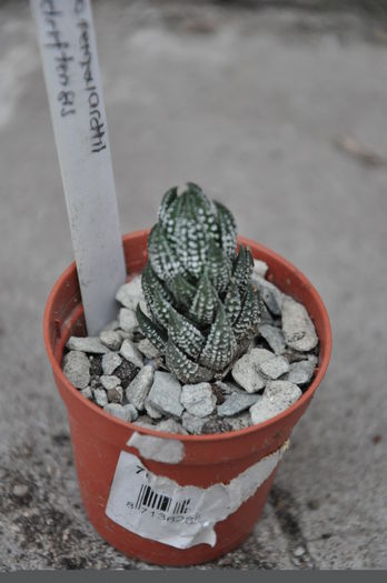 DSC_9734 - haworthia