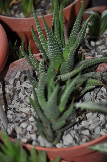DSC_9743 - haworthia