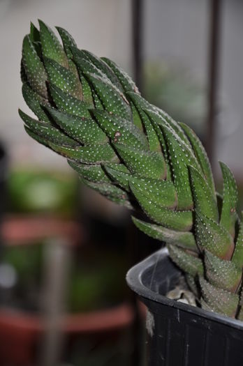 DSC_9748 - haworthia