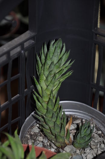 DSC_9751 - haworthia