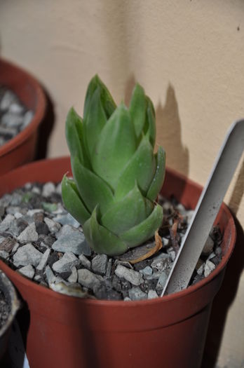 DSC_9754 - haworthia