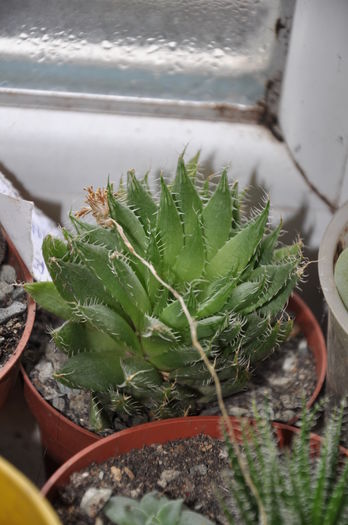 DSC_9757 - haworthia