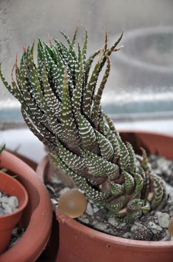 DSC_9763 - haworthia